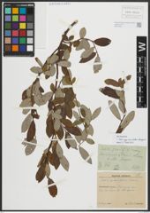 Foto von Salix appendiculata Vill. x Salix eleagnos Scop.